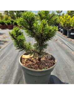 Sosna górska 'Sherwood Compact' - Pinus mugo 2L 2