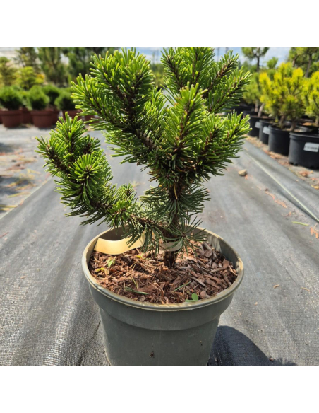 Sosna górska 'Sherwood Compact' - Pinus mugo 2L