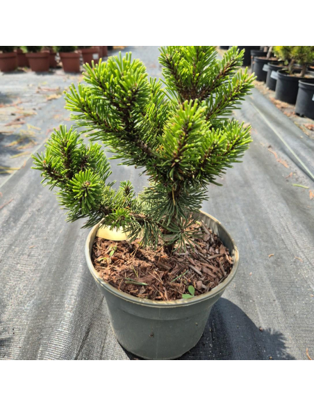 Sosna górska 'Sherwood Compact' - Pinus mugo 2L
