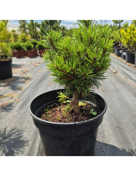 Sosna górska 'Humpy' - Pinus mugo 3L