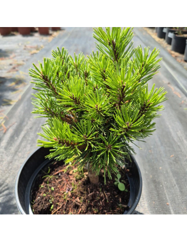 Sosna górska 'Humpy' - Pinus mugo 3L
