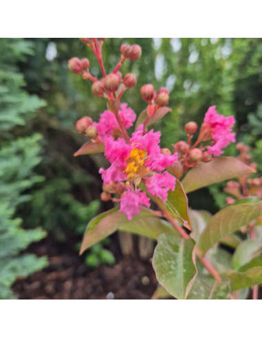 Lagerstroemia ‘Muskogee’ – kwiatostany latem