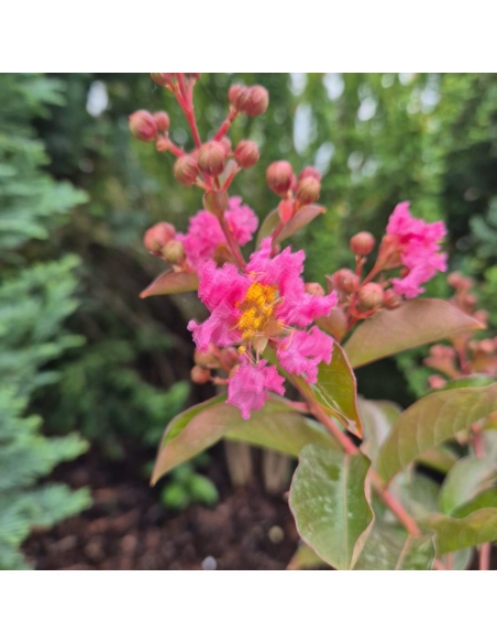 Lagerstroemia ‘Muskogee’ – kwiatostany latem