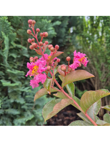 Lagerstroemia ‘Muskogee’ – kwiatostany latem