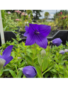 Rozwar wielkokwiatowy 'Astra F1 Blue'  - P9- Platycodon grandiflorus