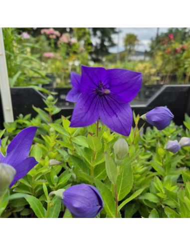 Rozwar wielkokwiatowy 'Astra F1 Blue'  - P9- Platycodon grandiflorus