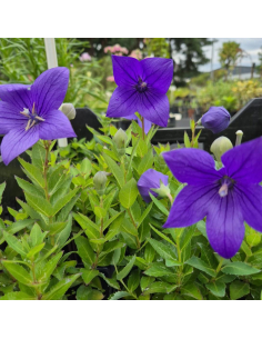 Rozwar wielkokwiatowy 'Astra F1 Blue'  - P9- Platycodon grandiflorus 2