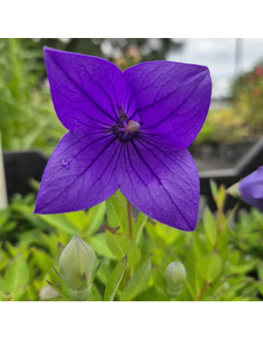 Rozwar wielkokwiatowy 'Astra F1 Blue'  - P9- Platycodon grandiflorus