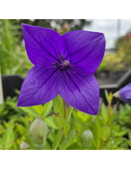 Rozwar wielkokwiatowy 'Astra F1 Blue'  - P9- Platycodon grandiflorus