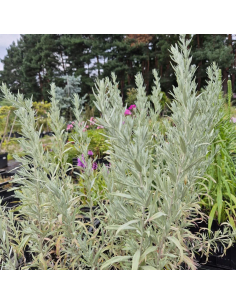 Bylica 'Silver Queen' (Artemisia) sadzonka