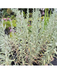 Bylica 'Silver Queen' (Artemisia) sadzonka 2