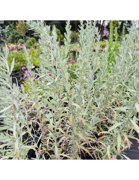 Srebrzystobiałe, powcinane liście bylicy 'Silver Queen'