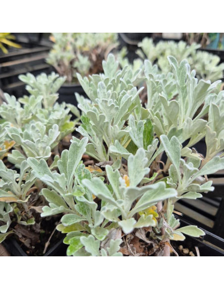 Srebrzystobiałe, powcinane liście bylicy 'Silver Brocade'