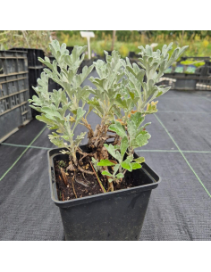 Srebrzystobiałe, powcinane liście bylicy 'Silver Brocade' 2