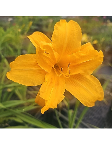 Liliowiec 'Three Tears' - Hemerocallis 2L