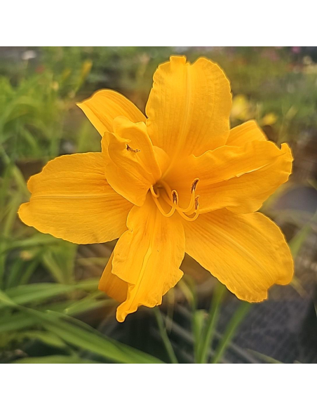 Liliowiec 'Three Tears' - Hemerocallis 2L