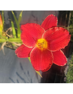Liliowiec 'Red Pinocchio' - Hemerocallis 2L 2