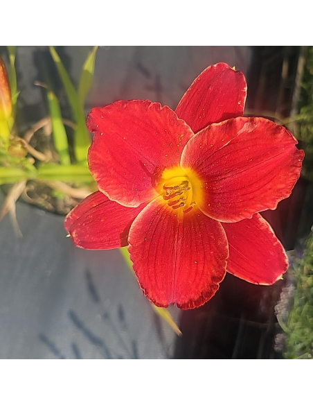 Liliowiec 'Red Pinocchio' - Hemerocallis 2L