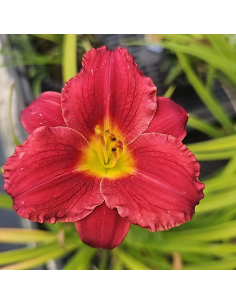 Liliowiec 'Pardon Me' - Hemerocallis 2L 2