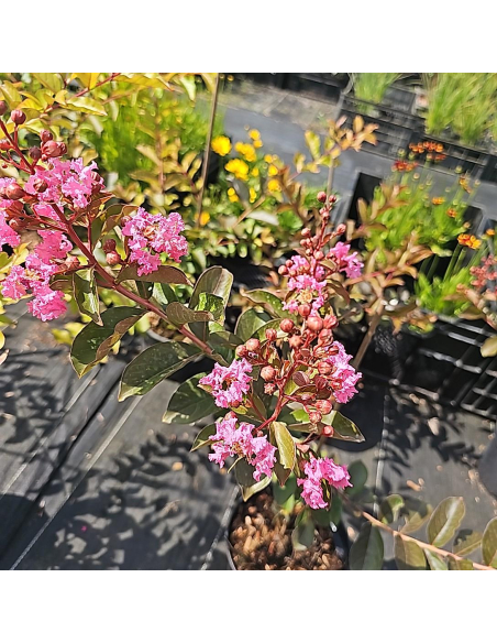 Lagerstroemia ‘Muskogee’ 2 L – długokwitnący krzew ozdobny o lawendowych kwiatach