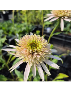 Jeżówka Cherry Fluff - 1L - Echinacea