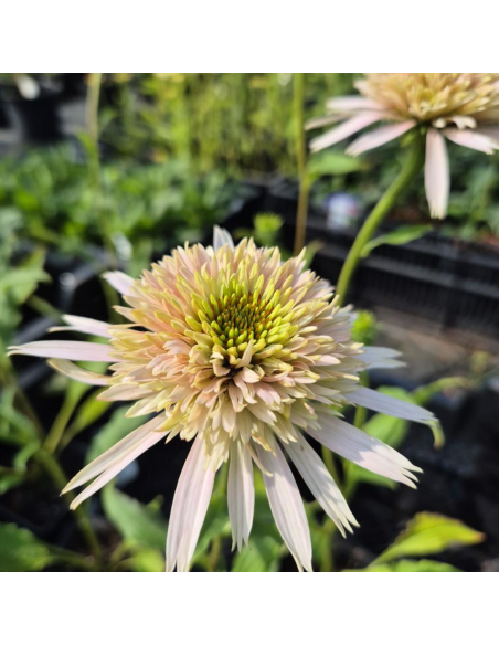 Jeżówka Cherry Fluff - 1L - Echinacea