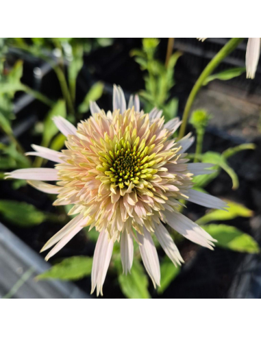 Jeżówka Cherry Fluff - 1L - Echinacea