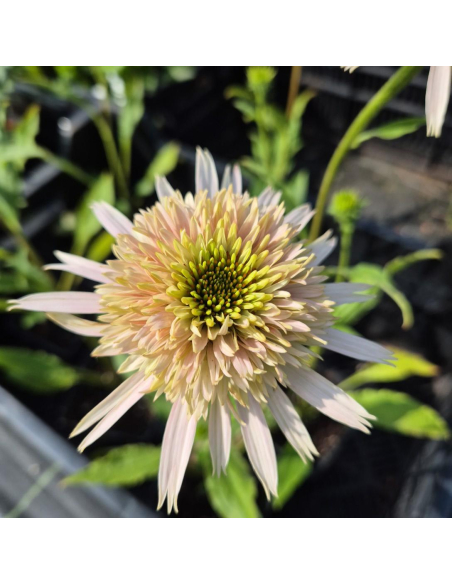 Jeżówka Cherry Fluff - 1L - Echinacea