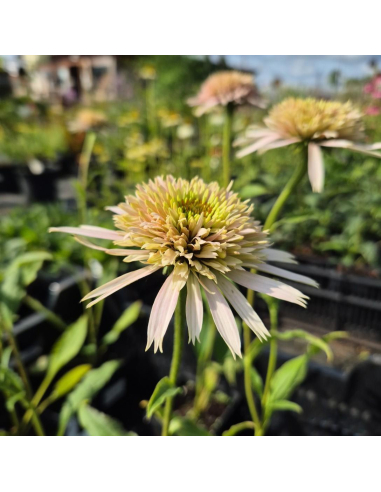 Jeżówka Cherry Fluff - 1L - Echinacea