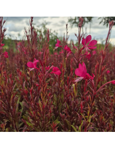 Gaura lindheimeri 'Gaudi Red' 2L