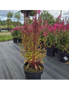 Gaura lindheimeri 'Gaudi Red' 2L 2