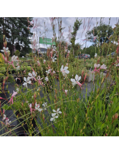 Gaura Lindheimera -Gaura lindheimeri 3L
