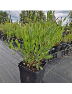Gaura Lindheimera -Gaura lindheimeri 3L 2