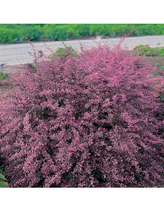 Wysoki krzew berberysu 'Atropurpurea' z intensywnie czerwono-purpurowymi liśćmi jesienią i czerwonymi owocami.