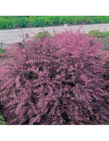 Wysoki krzew berberysu 'Atropurpurea' z intensywnie czerwono-purpurowymi liśćmi jesienią i czerwonymi owocami.