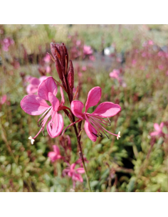 Gaura 'Flamingo Pink' Gaura lindheimeri 2L