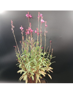 Gaura 'Flamingo Pink' Gaura lindheimeri 2L 2