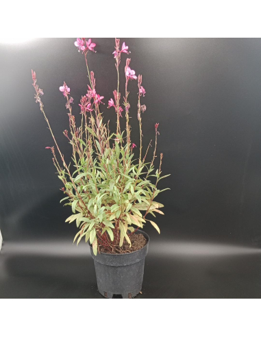 Gaura 'Flamingo Pink' Gaura lindheimeri 2L