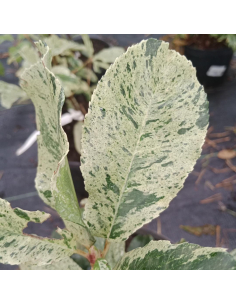 Głogownik PINK CRISPY 'Oploo 5'  PBR - Photinia serratifolia - 5L 2