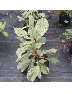Głogownik PINK CRISPY 'Oploo 5'  PBR - Photinia serratifolia - 5L