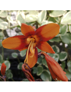 Krokosmia 'Emily McKenzie' - Crocosmia - 2L