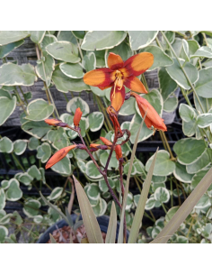 Krokosmia 'Emily McKenzie' - Crocosmia - 2L 2