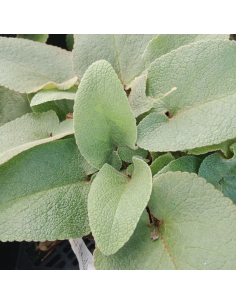 Żeleźniak Russela - Phlomis russeliana 2L