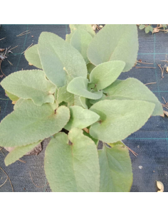 Żeleźniak Russela - Phlomis russeliana 2L 2