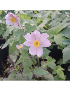 Zawilec mieszańcowy 'Serenade' - 1L-Anemone xhybrida 2