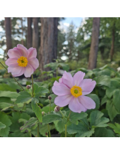 Zawilec mieszańcowy 'Serenade' - 1L-Anemone xhybrida