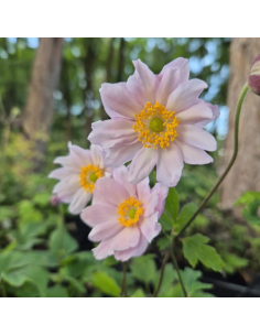 Zawilec mieszańcowy 'Garden Breeze Whirlwind Pink' 1L Anemone x hybrida