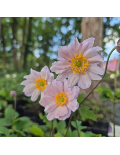 Zawilec mieszańcowy 'Garden Breeze Whirlwind Pink' 1L Anemone x hybrida 2