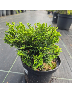 Cyprysik tępołuskowy 'Nana Gracilis' - 2L