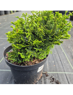 Cyprysik tępołuskowy 'Nana Gracilis' - 2L 2